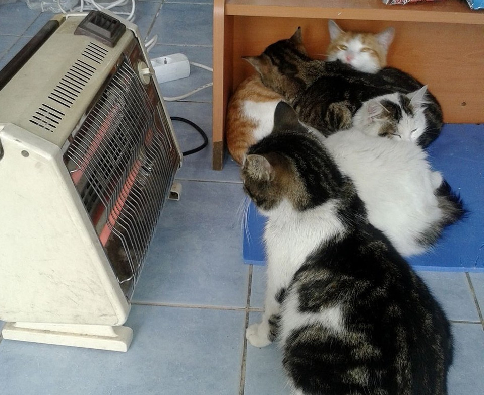 Man turns his shop into refuge for cats